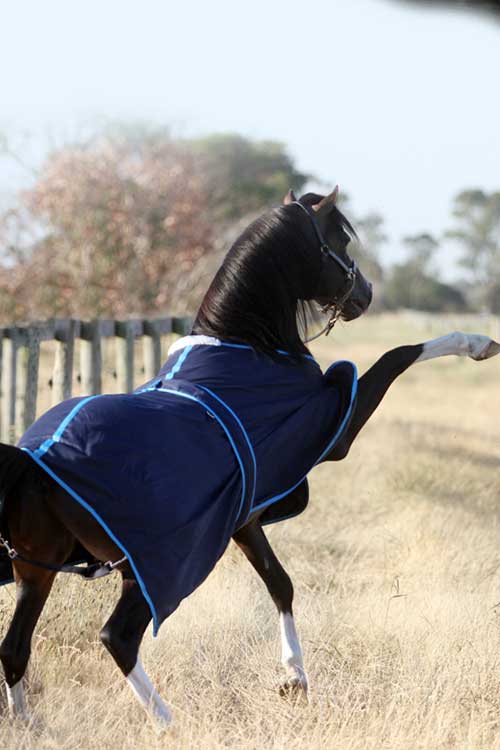 Earlwood Cotton Rug Navy & Blue-RUGS: Summer Rugs, Neck Rugs & Hoods-Ascot Saddlery