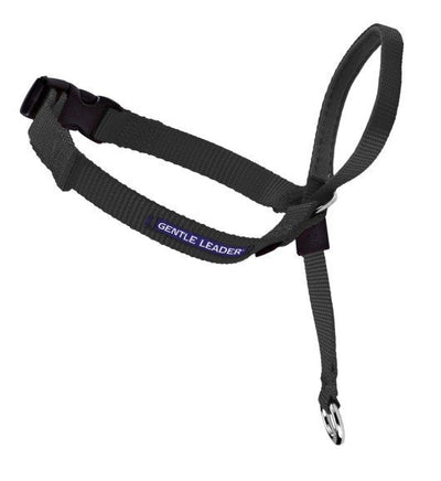 Easy Walk Headcollar Black-Dog Collars & Leads-Ascot Saddlery