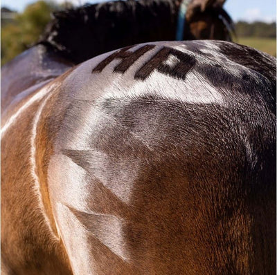 Hairy Pony Quarter Mark Brush-STABLE: Grooming-Ascot Saddlery