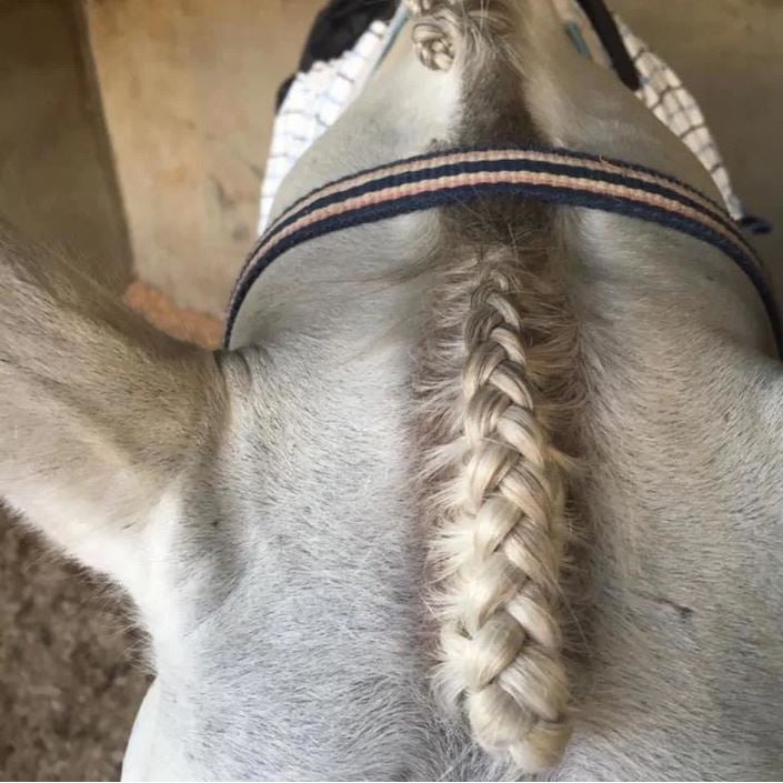 Hairy Pony Scissors Fastening-STABLE: Grooming-Ascot Saddlery