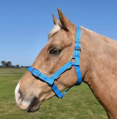 Headstall Webbing Academy Aqua-HORSE: Headstalls-Ascot Saddlery