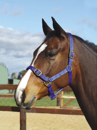 Headstall Webbing Academy Blue-HORSE: Headstalls-Ascot Saddlery