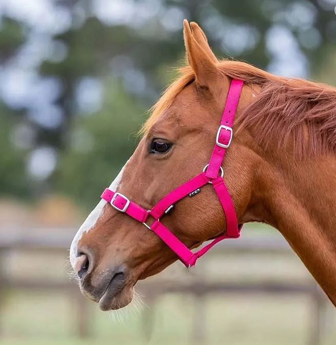 Headstall Webbing Academy Cherry-HORSE: Headstalls-Ascot Saddlery