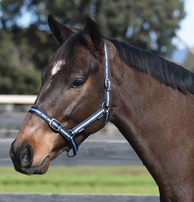 Headstall Webbing Academy Navy & Light Blue-HORSE: Headstalls-Ascot Saddlery