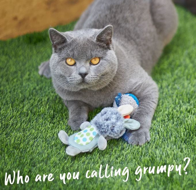 Kazoo Cat Toy Grumpy Rabbit-Cat Gyms & Toys-Ascot Saddlery