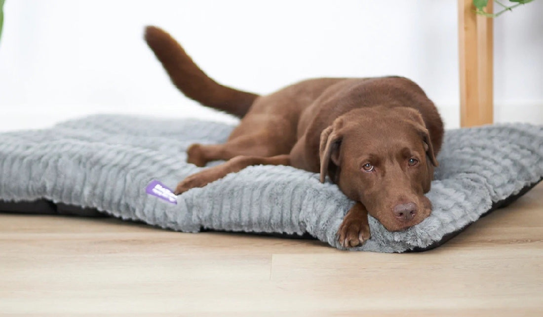 Kazoo Dog Bed Cloud Cushion Cool Grey Extra Large-Dog Bedding-Ascot Saddlery