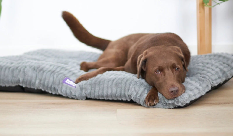 Kazoo Dog Bed Cloud Cushion Cool Grey Large-Dog Bedding-Ascot Saddlery