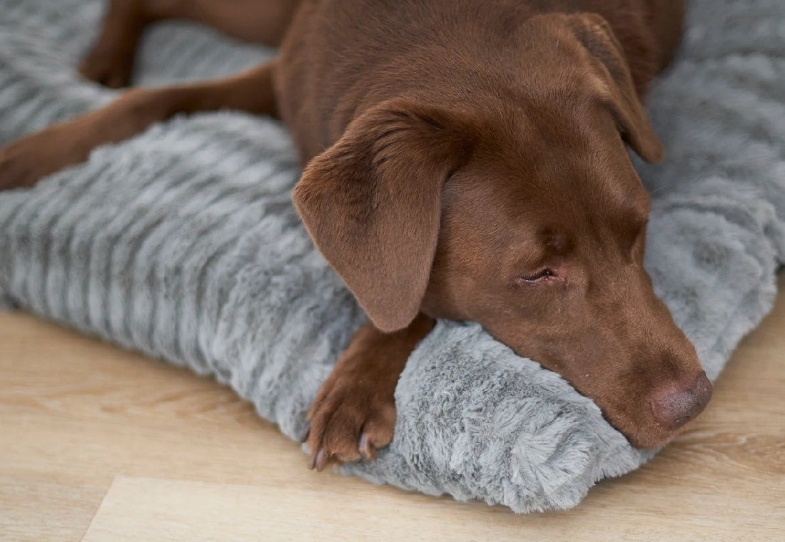 Kazoo Dog Bed Cloud Cushion Cool Grey Large-Dog Bedding-Ascot Saddlery