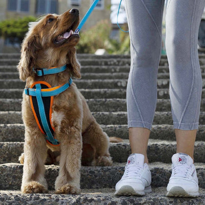 Kazoo Dog Collar Active Adjustable Ocean Sunrise-Dog Collars & Leads-Ascot Saddlery