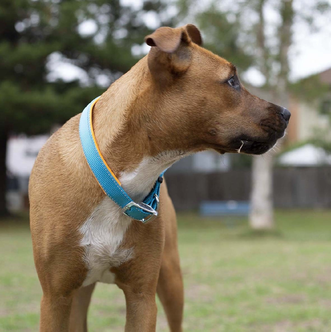 Kazoo Dog Collar Active Ocean Sunrise-Dog Collars & Leads-Ascot Saddlery