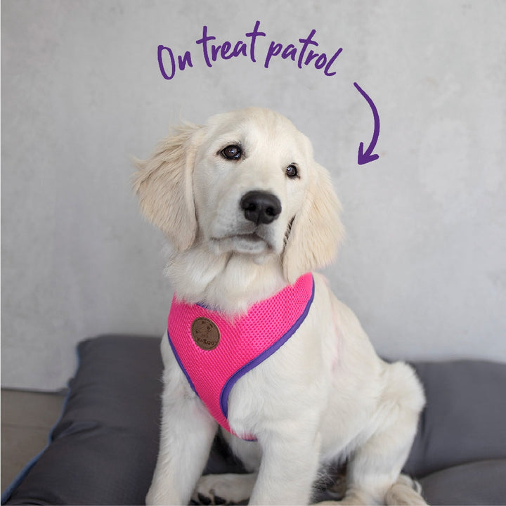 Kazoo Dog Harness Active Soft Bloom Burst-Dog Collars & Leads-Ascot Saddlery