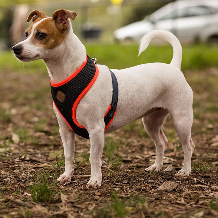 Kazoo Dog Harness Active Soft Slate & Orange-Dog Collars & Leads-Ascot Saddlery