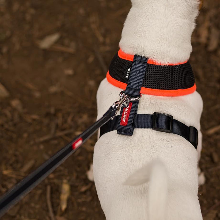 Kazoo Dog Harness Active Soft Slate & Orange-Dog Collars & Leads-Ascot Saddlery
