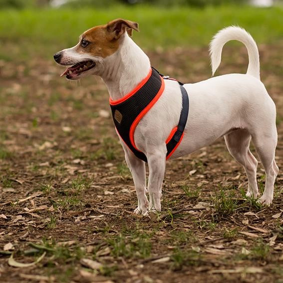Kazoo Dog Harness Active Soft Slate & Orange-Dog Collars & Leads-Ascot Saddlery