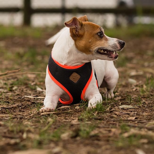 Kazoo Dog Harness Active Soft Slate & Orange-Dog Collars & Leads-Ascot Saddlery