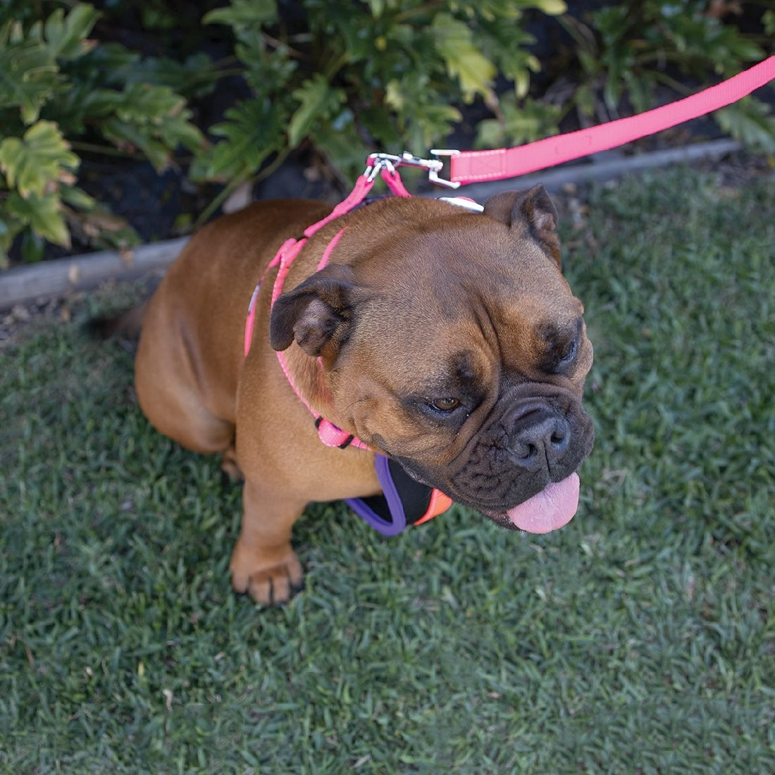 Kazoo Dog Leash Active Bloom Burst 1200mm-Dog Collars & Leads-Ascot Saddlery