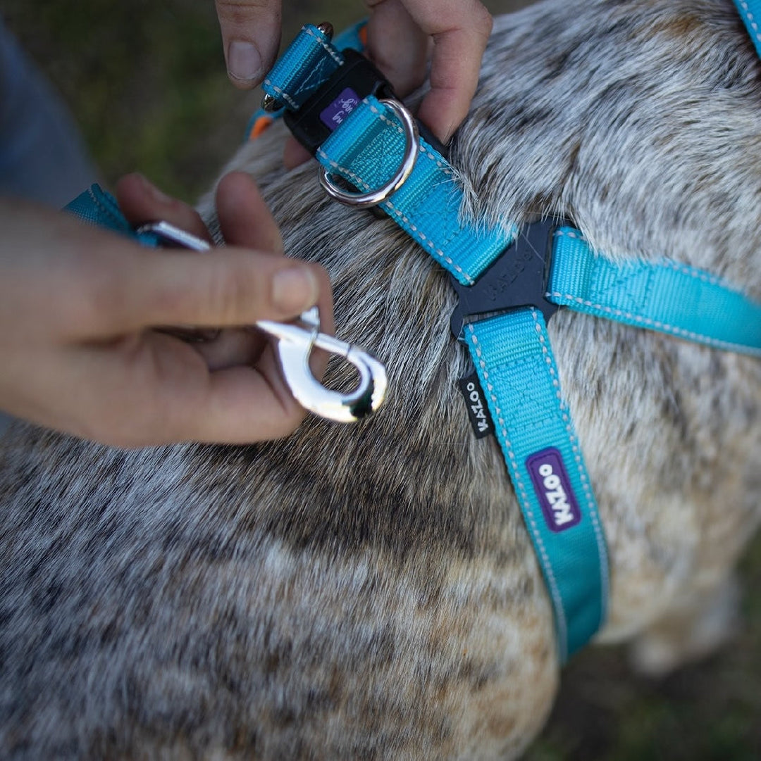 Kazoo Dog Leash Active Ocean Sunrise 1800mm-Dog Collars & Leads-Ascot Saddlery
