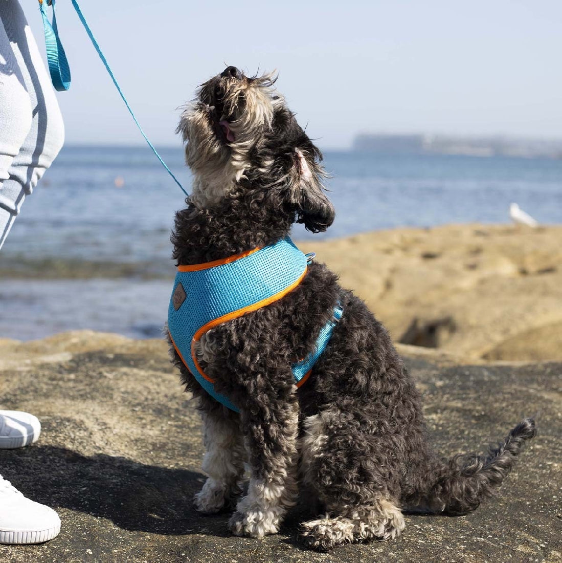 Kazoo Dog Leash Active Ocean Sunrise 1800mm-Dog Collars & Leads-Ascot Saddlery