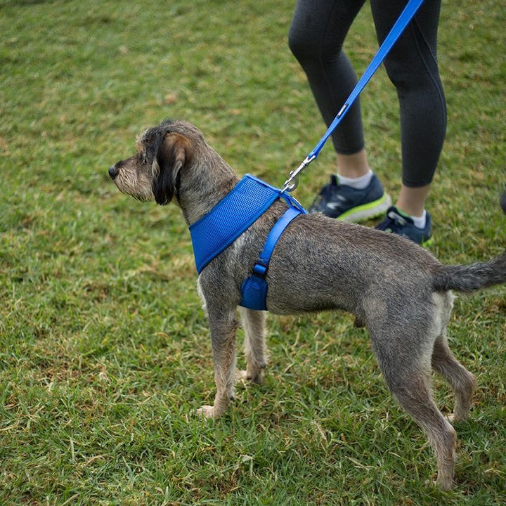 Kazoo Dog Leash Classic Blue 1200mm-Dog Collars & Leads-Ascot Saddlery