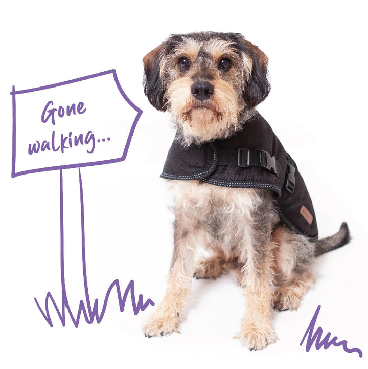 Kazoo Dog Rug Adventure Black-Dog Rugs & Fashion-Ascot Saddlery