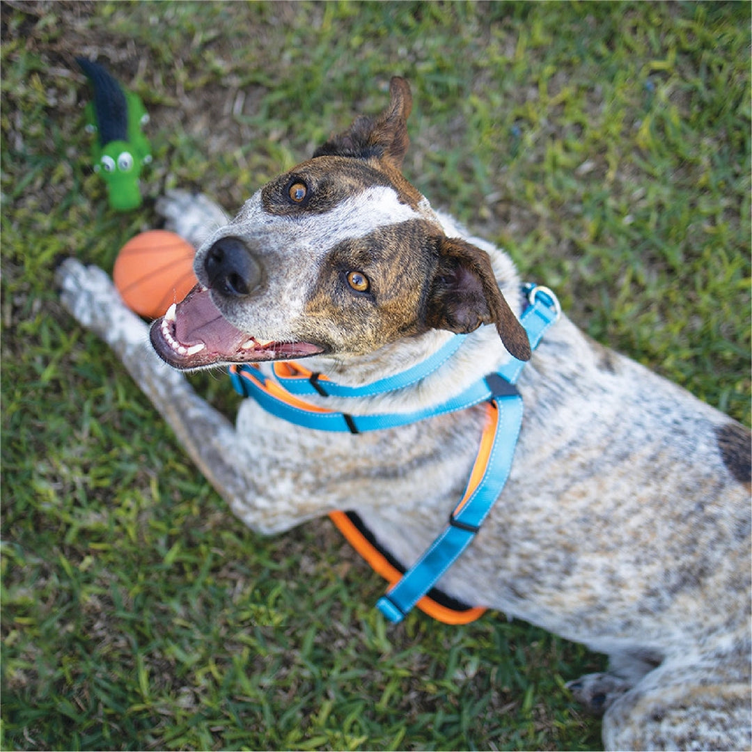 Kazoo Dog Toy Ball Sports Sponge Assorted-Dog Toys-Ascot Saddlery