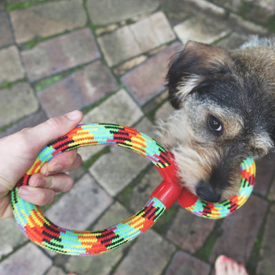 Kazoo Dog Toy Braided Rope Figure Eight Tug-Dog Toys-Ascot Saddlery