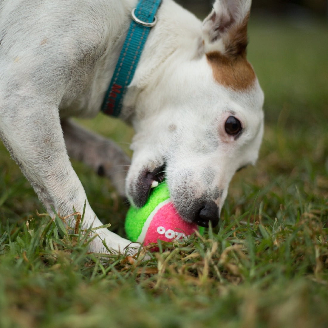 Kazoo Dog Toy Tennis Ball-Dog Toys-Ascot Saddlery