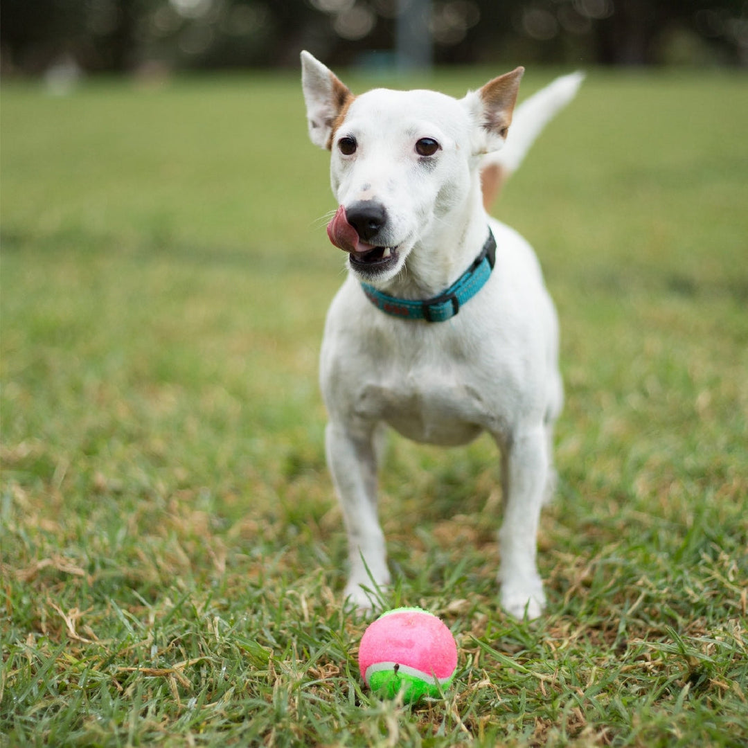 Kazoo Dog Toy Tennis Ball-Dog Toys-Ascot Saddlery