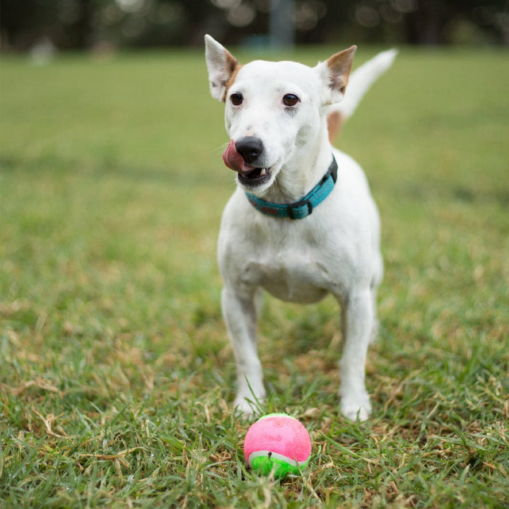 Kazoo Dog Toy Tennis Ball-Dog Toys-Ascot Saddlery