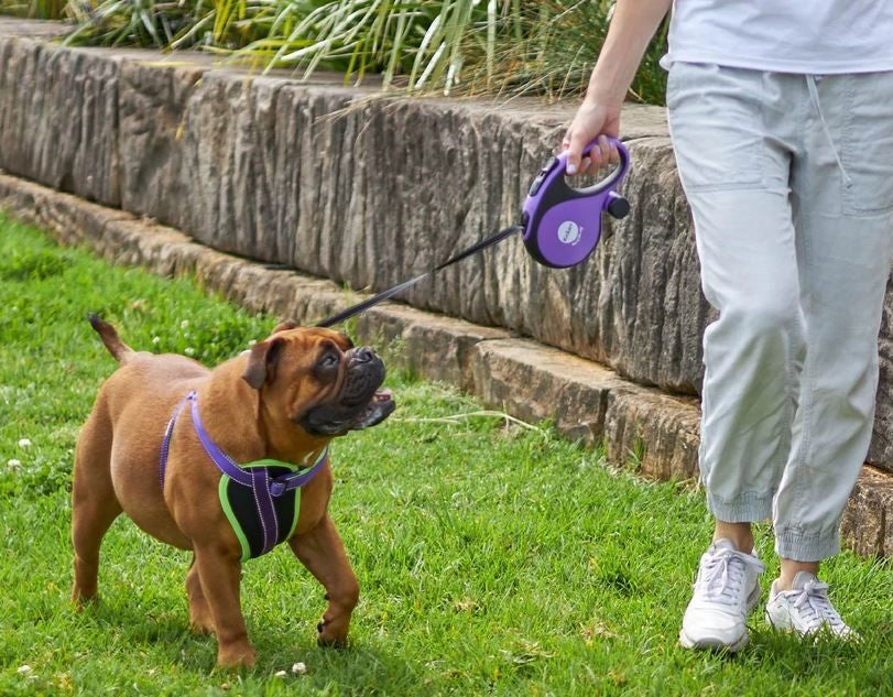Kazoo Retractable Lead With Poop Bag Dispenser Extra Large-Dog Collars & Leads-Ascot Saddlery