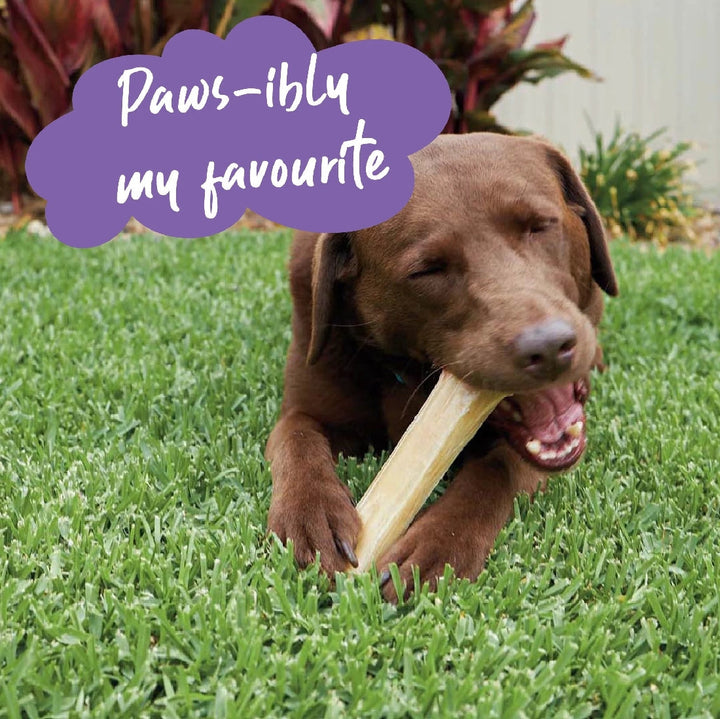 Kazoo Treat Rawhide Pressed Bone 20cm Pack Of 4-Dog Treats-Ascot Saddlery