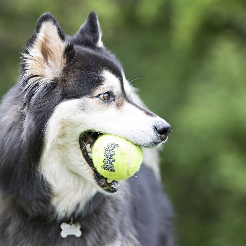 Kong Dog Toy Airdog Squeak Ball 3pack-Dog Toys-Ascot Saddlery