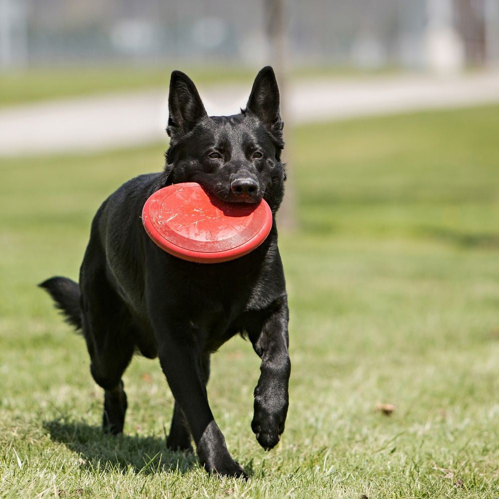 Kong Dog Toy Flyer Large-Dog Toys-Ascot Saddlery