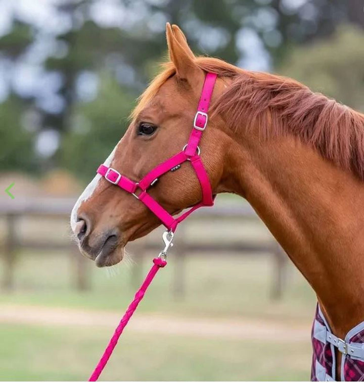 Lead Plaited Webbing Cherry-HORSE: Leads & Snap Hooks-Ascot Saddlery