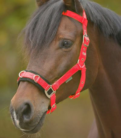Lunge Cavesson Waldhausen Light Red-HORSE: Lungeing & Schooling-Ascot Saddlery