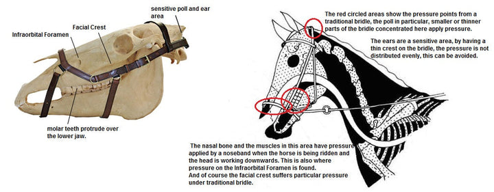 Micklem Competition Bridle Black-HORSE: Bridles-Ascot Saddlery