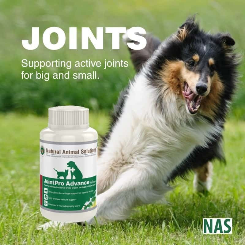 Natural Animal Solutions Jointpro Advance 60 Caps-Dog Potions & Lotions-Ascot Saddlery
