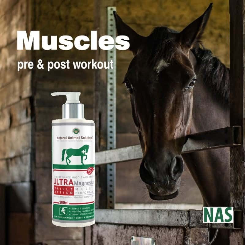 Natural Animal Solutions Ultra Magnesium Gel 200gm-STABLE: First Aid & Dressings-Ascot Saddlery