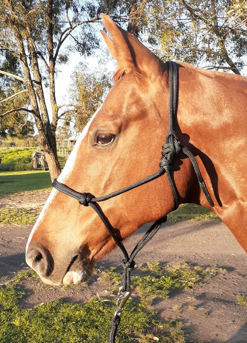 Nungar Headstall Knotted 8mm Black-HORSE: Headstalls-Ascot Saddlery