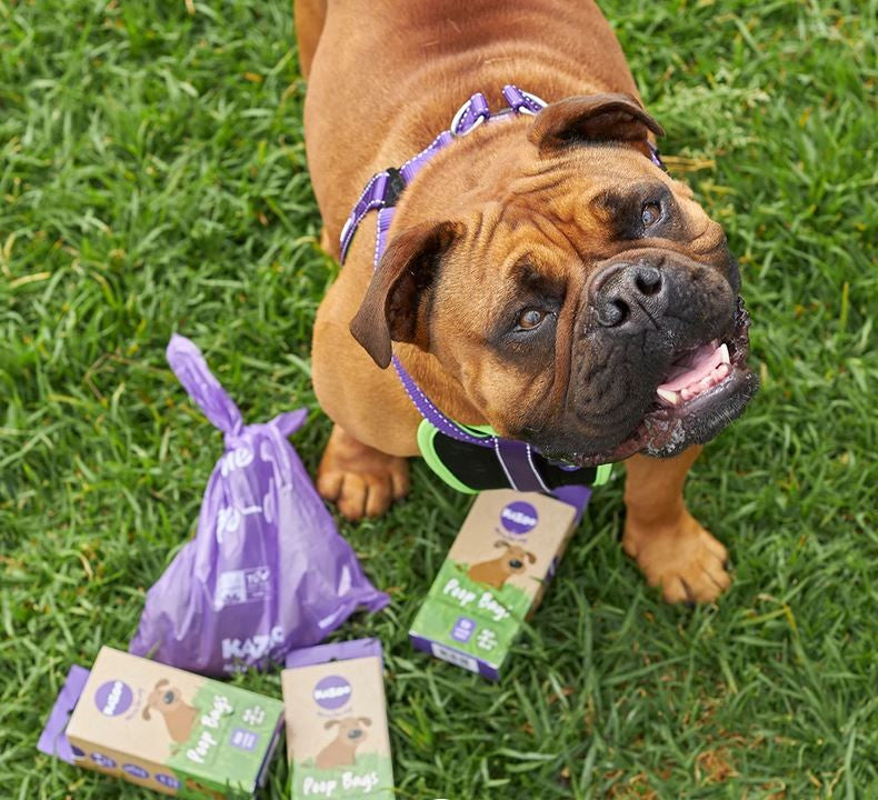 Poo Bag Kazoo Eco 100pack-Dog Walking-Ascot Saddlery