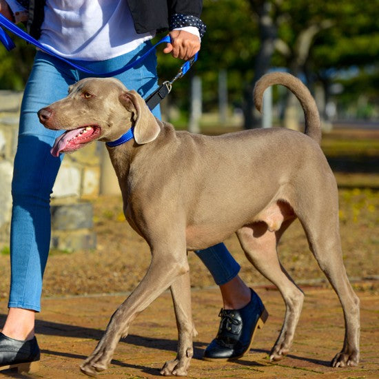 Rogz Control Dog Collar Web Blue-Dog Collars & Leads-Ascot Saddlery
