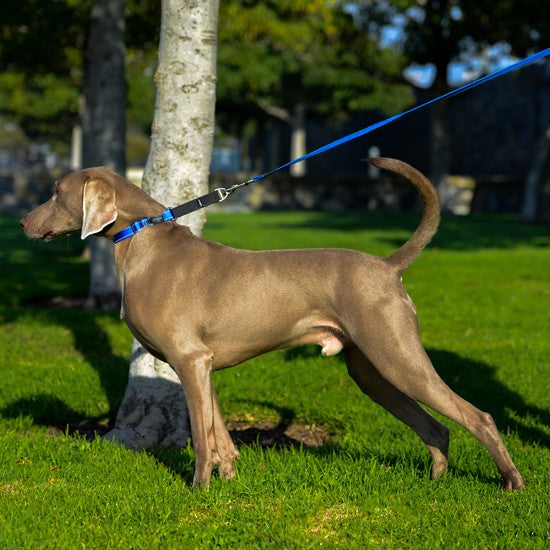 Rogz Control Dog Collar Web Blue-Dog Collars & Leads-Ascot Saddlery