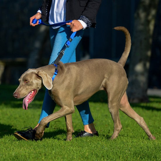 Rogz Control Dog Collar Web Blue-Dog Collars & Leads-Ascot Saddlery