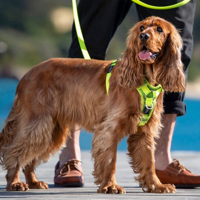 Rogz Control Dog Harness Blue-Dog Collars & Leads-Ascot Saddlery
