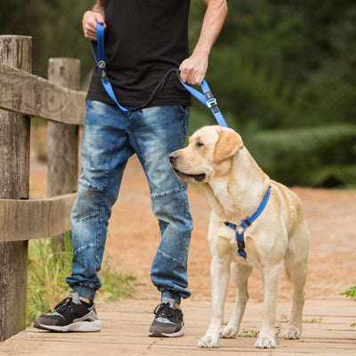 Rogz Control Dog Leash Black-Dog Collars & Leads-Ascot Saddlery