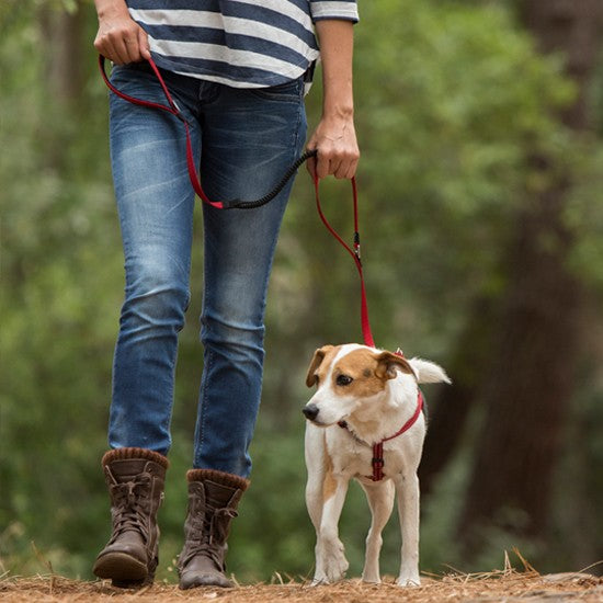 Rogz Control Dog Leash Red-Dog Collars & Leads-Ascot Saddlery