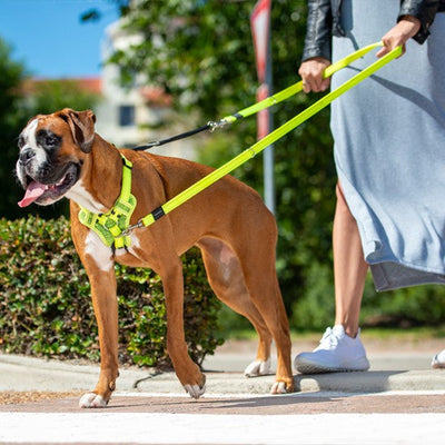Rogz Control Dog Stop Pull Harness Blue-Dog Collars & Leads-Ascot Saddlery