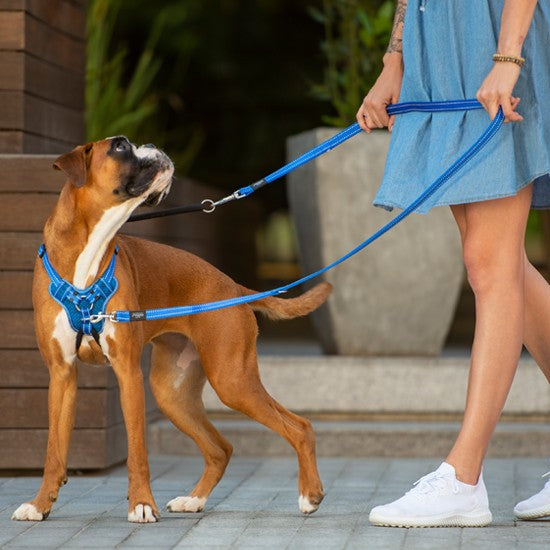 Rogz Control Dog Stop Pull Harness Blue-Dog Collars & Leads-Ascot Saddlery