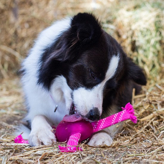 Rogz Dog Toy Flossy Grinz Pink-Dog Toys-Ascot Saddlery