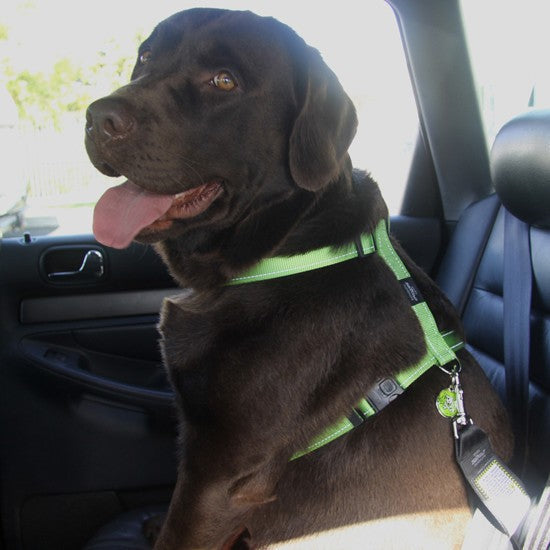 Rogz Safety Belt Clip Fluro-Dog Accessories-Ascot Saddlery